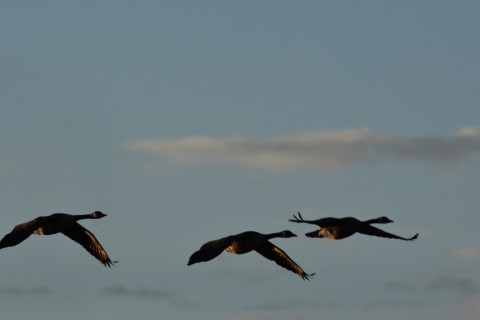 Three canada geese flying in a mostly cloudless sky with spread wings.