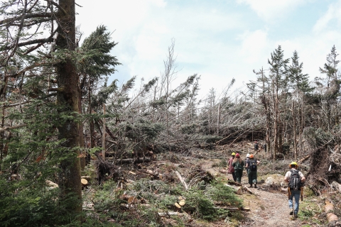 People wearing hard hats walking through a forest with many downed trees