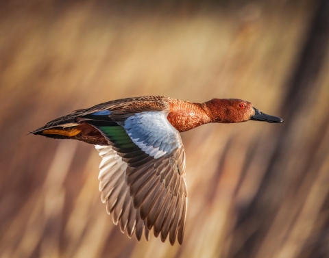 drake cinnamon teal in flight