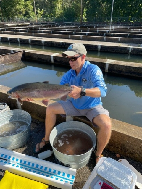 One of the large Rainbow Trout that were taken to the White River