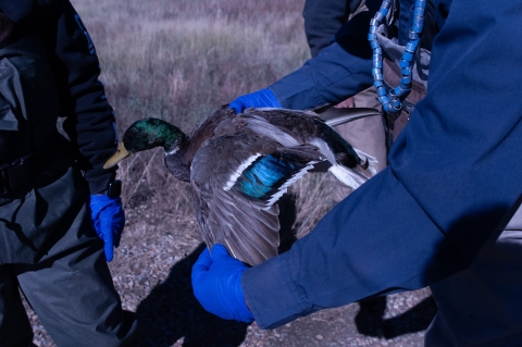 A mallard with its wing being spread by a biologist to check age.