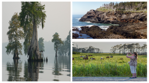 three different landsacpes: swamp, shoreline, grasses.