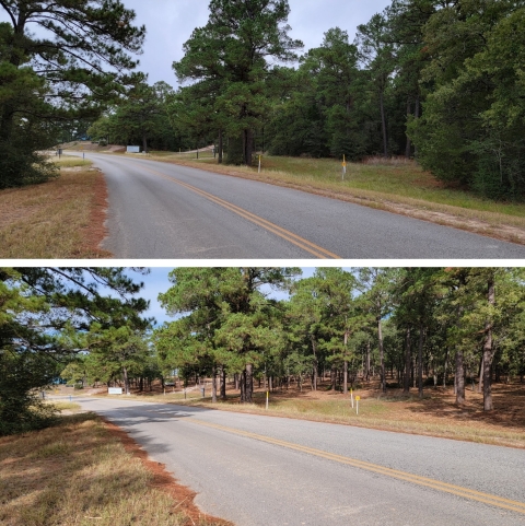 Top image shows a dense forest understory choked with yaupon before restoration; bottom image shows the same area after mechanical brush treatment, with thinned vegetation and an open forest floor that allows Houston toads to move more easily through upland habitat. There is a two-lane road in the foreground of both pictures.