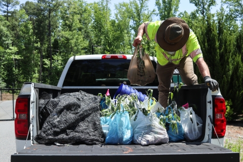 Man in the back of a pick-up truck, placing a plastic bag holding plants with similar plants in the truck bed