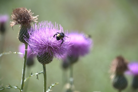 A close-up view of a bumblebee perched on a bright purple thistle flower. Other thistle blooms and stems appear softly blurred in the background, creating a natural, detailed pollination scene.
