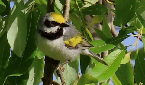 A golden-winged warbler perched on a tree.