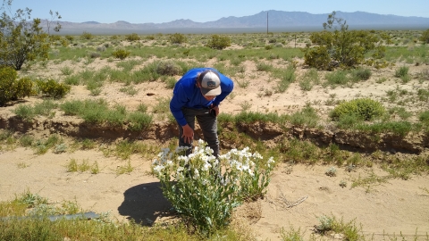 Biologist looking for bees over a poppy flowers on desert habitat