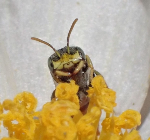 A Mojave poppy bee stands on a prickly poppy flower stamen facing the stamen from which is feeding on