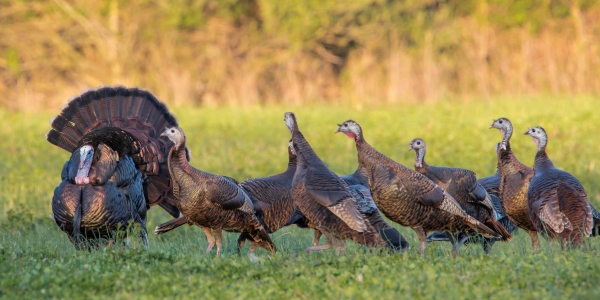 One male turkey with its tail feathers fanned out standing with nine female turkeys in a field.