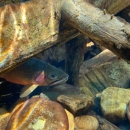 Trout under log, Idaho