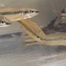 Several Cape Fear Shiner Adults