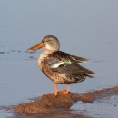 Northern shoveler standing on muddy shore