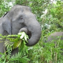 Closeup of female Asian elephant feeding on leaves