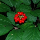 American ginseng plant, showing green leaves and bright red berries