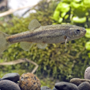 An underwater close up of a small grey speckled fish.