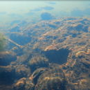 a mussel blends into a rocky river bottom as fish swim over head
