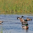 Mallards on pond