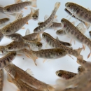 Brook trout fry waiting to be measured
