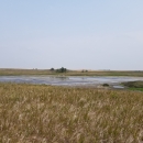 Prairie Wetland_Audubon WMD
