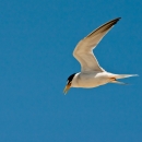 California least tern flying. A plain, dark blue sky in the background.