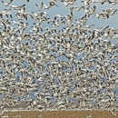 Flock of snow geese taking flight from farm field.