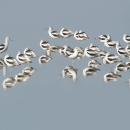 A flock of black-and-white shorebirds with upturned beaks rest in perfectly still water