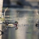 A male wood duck swims through a flooded forest and is reflected in the water