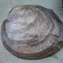 Ouachita rock pocketbook