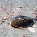 An armored crab with long spike tail washed up on the shore of an Atlantic beach