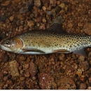 A spotted fish laying on a gravel stream bottom