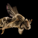 close up side view of a bee with black background