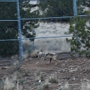 A Mexican wolf runs near a fence at a wolf facility in New Mexico