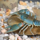 Bright blue crustacean, a Big Sandy crayfish
