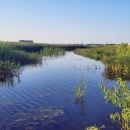 Green grasses growing along a wetland