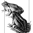 An image of the cover for the Mammals Amphibians and Reptiles brochure.