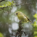 A kiwikiu (Maui parrotbill) sits on a branch. I has a yellow body with lime green wings. 