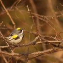 Yellow-rumped warbler Huron Wetland Management District