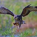 A photo captures an Everglades snail kite as it snags a snail in its talons.
