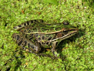 Northern Leopard Frog