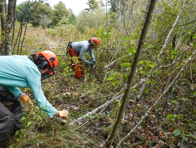 Two people, both wearing helmets, are bent over along the edge of a stand of small trees