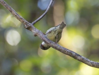 An ʻakikiki sits on a branch. It is bending over, giving an upside-down look.