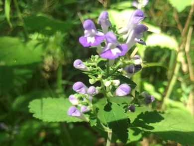 green plant with purple blossoms