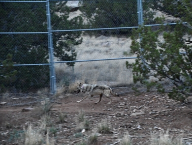 A Mexican wolf runs near a fence at a wolf facility in New Mexico