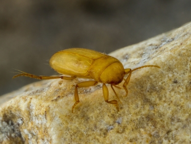 A tan and translucent beetle sits on a rock underwater. 