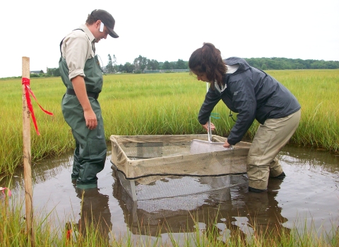 Two researchers use a large basket-like net to look for small, free swimming marine organisms in the marsh.