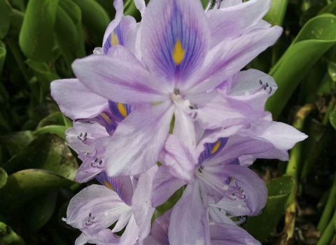 a purple flower