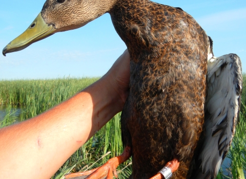 Banded black duck
