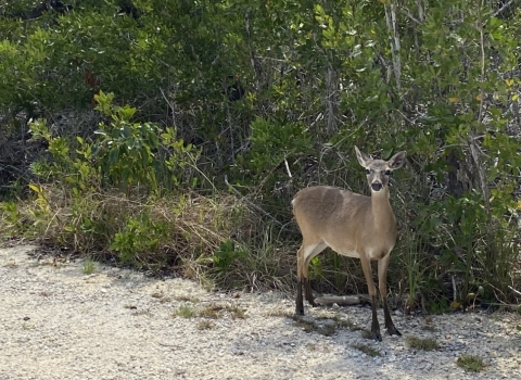 A small deer walks along the side of a road with vegetation behind her.