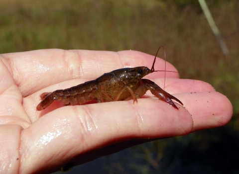 A hand holding a small lobster shaped crayfish.