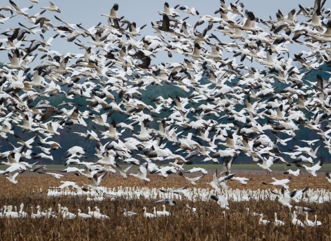 Dozens of white and black snow geese in flight fill the sky above a cornfield